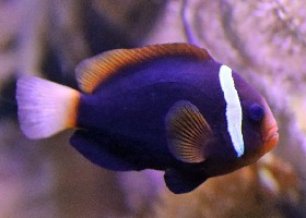 Dusky Clownfish