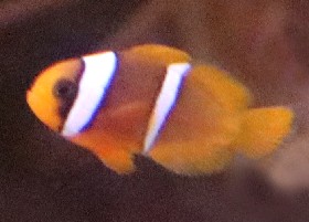 juvenile Tomato Clownfish