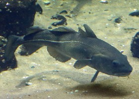 dark Cod