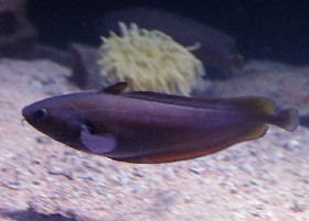 Japanese Codling