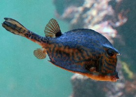 Long-horned Cowfish