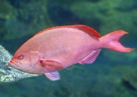 Pacific Creolefish