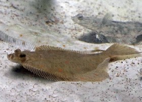 Common Dab