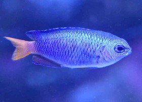 Neon Damselfish