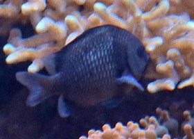 Reticulate Dascyllus