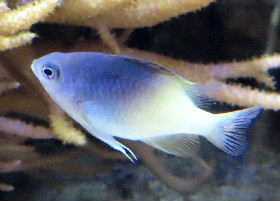 Rolland's Demoiselle