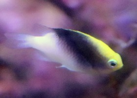 Rolland's Demoiselle