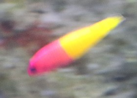 Royal Dottyback
