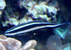 Striped Dottyback