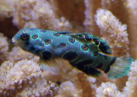 Picturesque Dragonet