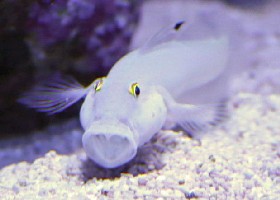 Chalk Sixspot Sleeper Goby