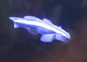Blue Neon Goby