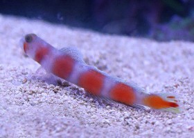 Pinkbar Goby