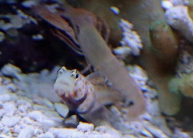 Spotted Prawn Goby