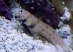 Spotted Prawn Goby