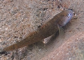 Sand Goby