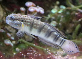 Sleeper Banded Goby