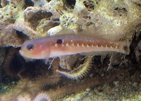 Two-spotted Goby