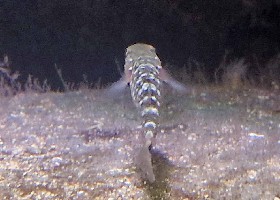 Two-spotted Goby