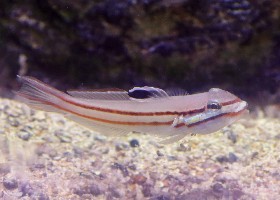 Twostripe Goby