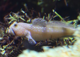 Yellow Prawn Goby