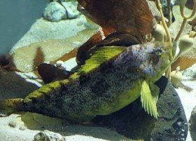 Kelp Greenling