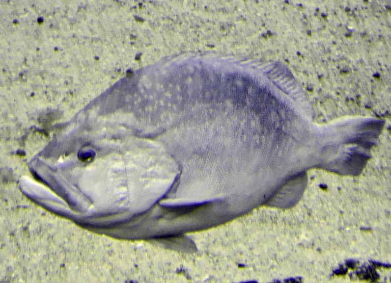 Blue and Yellow Grouper