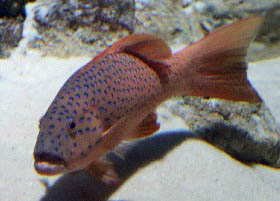 Coral Grouper