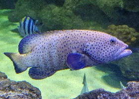 Peacock Hind/Argus Grouper