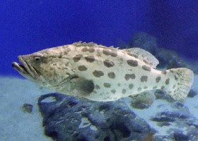 Potato Grouper