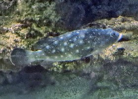 White-spotted Grouper
