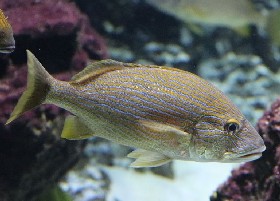Blue-striped Grunt
