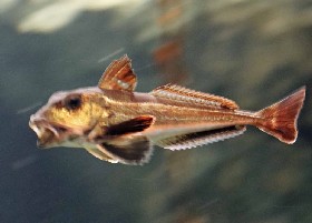 Grey Gurnard