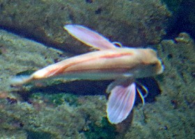 Piper Gurnard