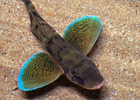 Streaked Gurnard open wings