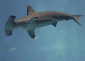 Scalloped Hammerhead Shark