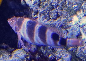 Red-spotted Hawkfish