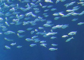 False Herring