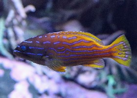 Harlequin Hind