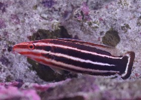 Candy Cane/Crescent Tail Hogfish