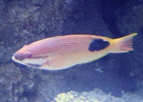 Tarry Saddleback Hogfish
