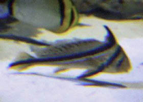 Jack-knifefish Drum