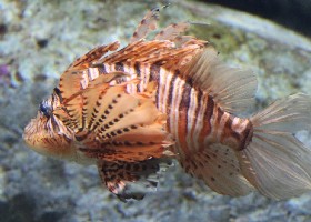 Zebra Turkeyfish