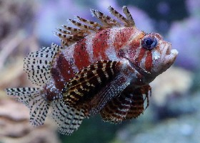 Fuzzy Dwarf Lionfish