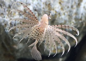 Russell's Lionfish