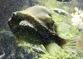 European Lumpsucker