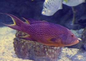 Yellow-edged Lyretail Grouper