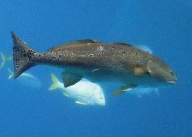 Japanese Shadefish, Meagre or Stone Bass