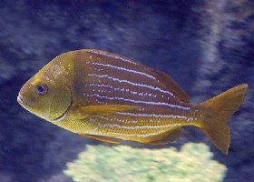 Panama Porkfish