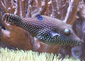 Jewel Puffer or Spotted Sharpnose
